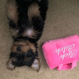 Meet your Posher, Gissel